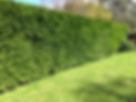 July 2019 hedge cut.jpg