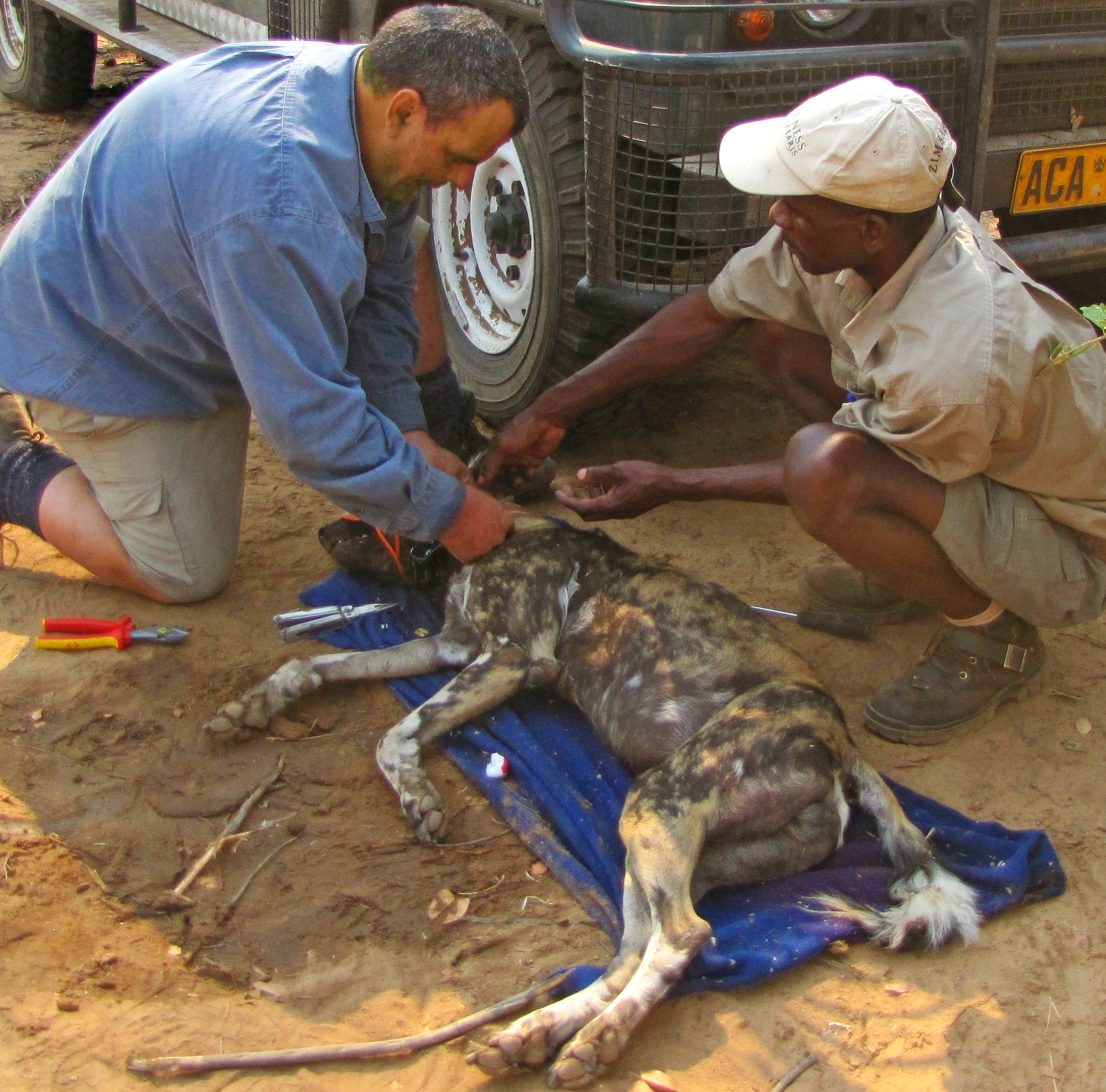 Greg Collaring Painted Dog