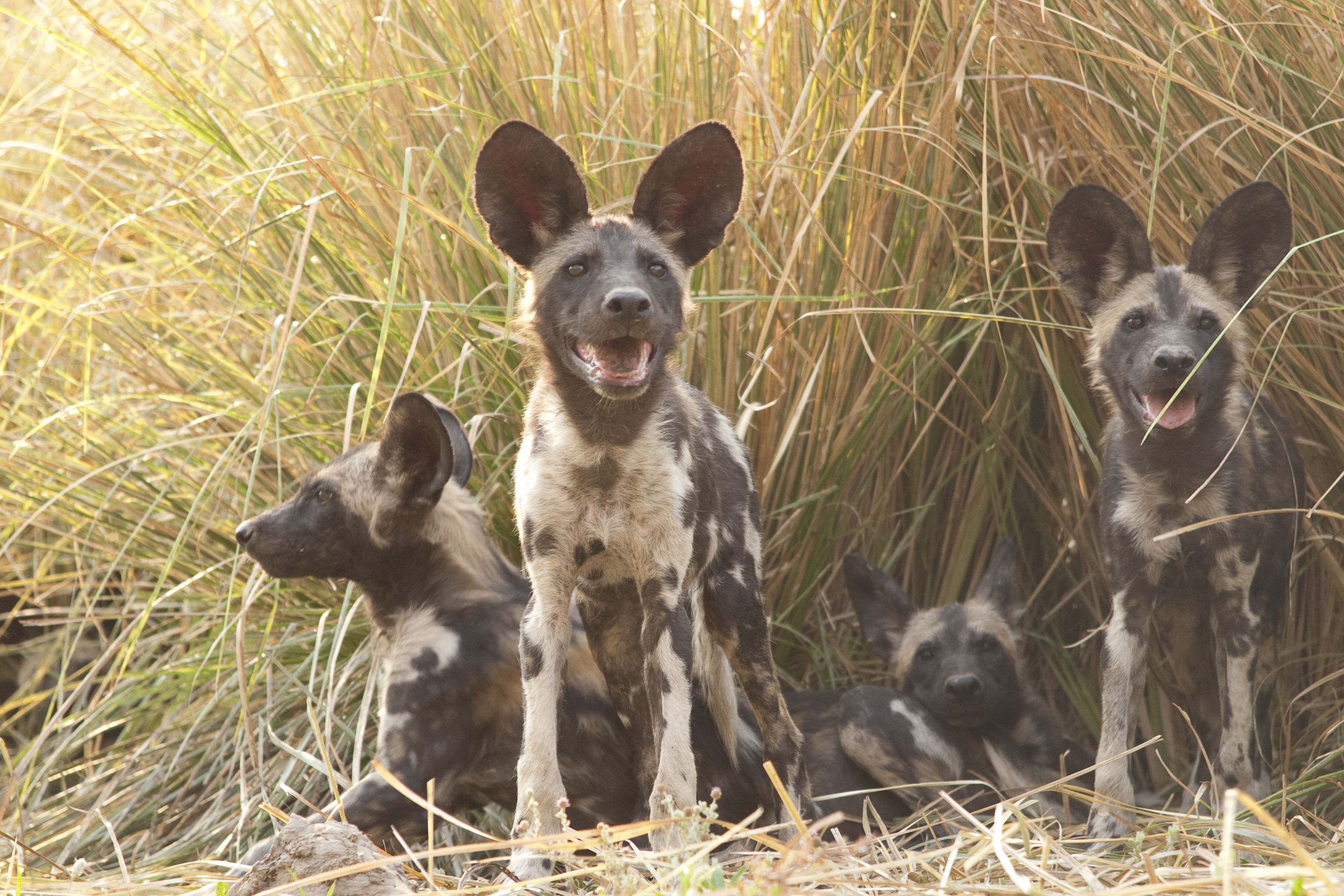 Painted Dogs aka African Wild Dogs
