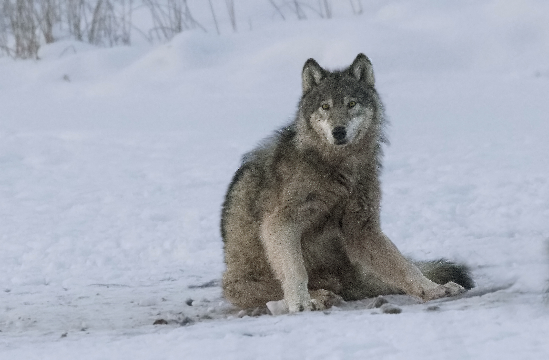 Wild Timber Wolf Sighted by Becci
