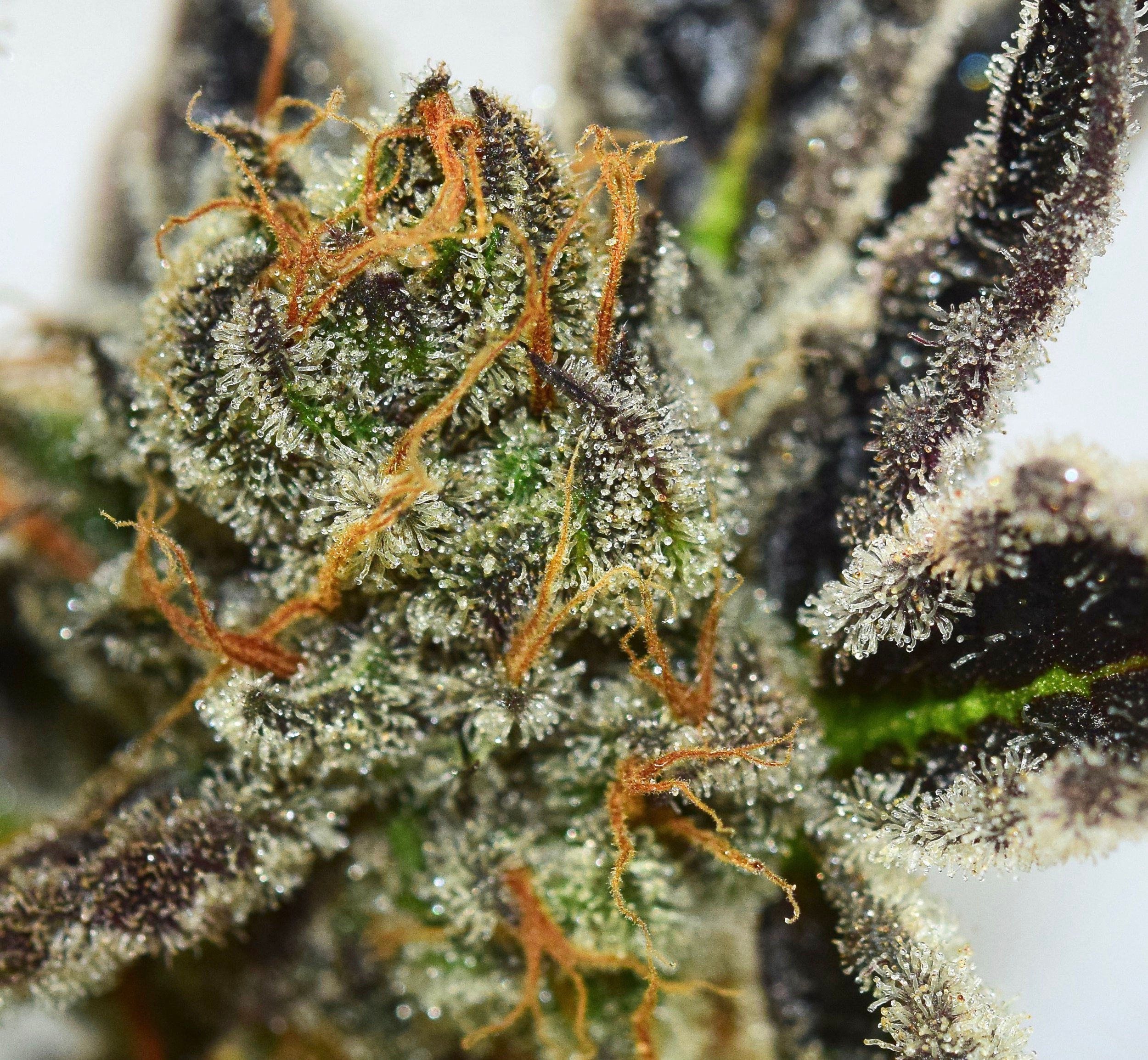 Berries & Cream