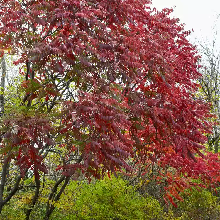 smooth-sumac.webp