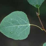 Quaking Aspen leaf.jpg