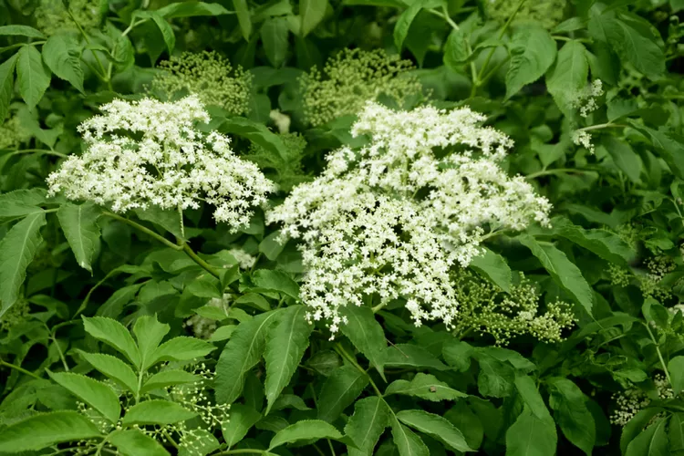 elderberry blossoms.webp