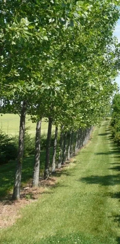 siouxland windbreak.webp