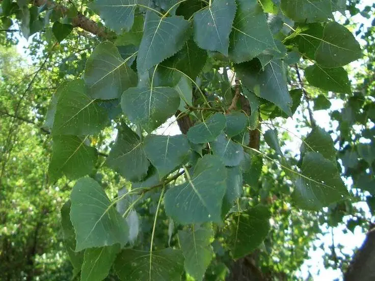 Siouxland leaves.webp