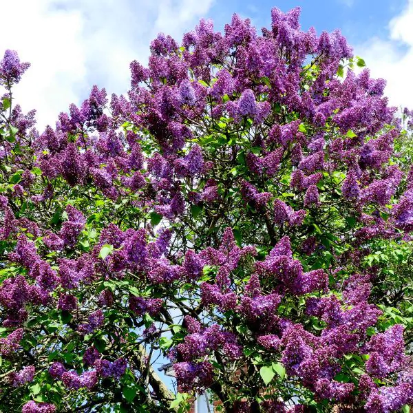 common-purple-overview.webp