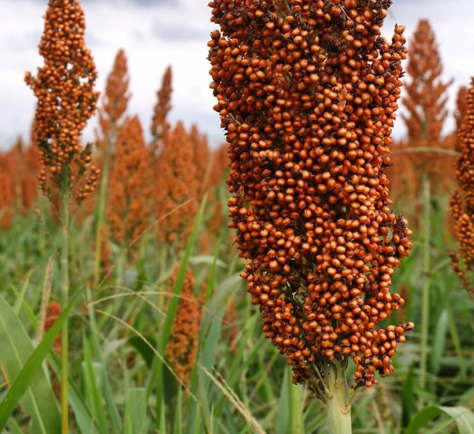 sorgo4-940x861-1