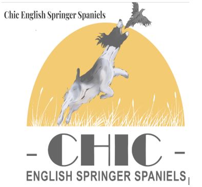 Chic English Springer Spaniels