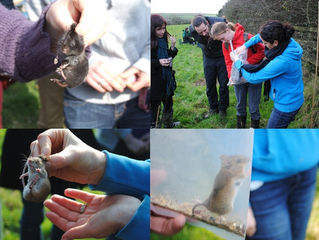 Small Mammal Monitoring Scheme