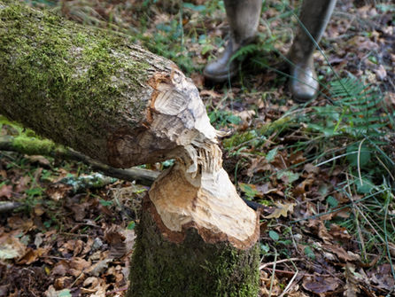 Beaver Site Visit and AGM