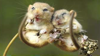 AGM and Harvest Mouse Talk