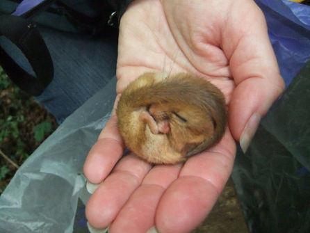 Cornwall Dormouse Day!