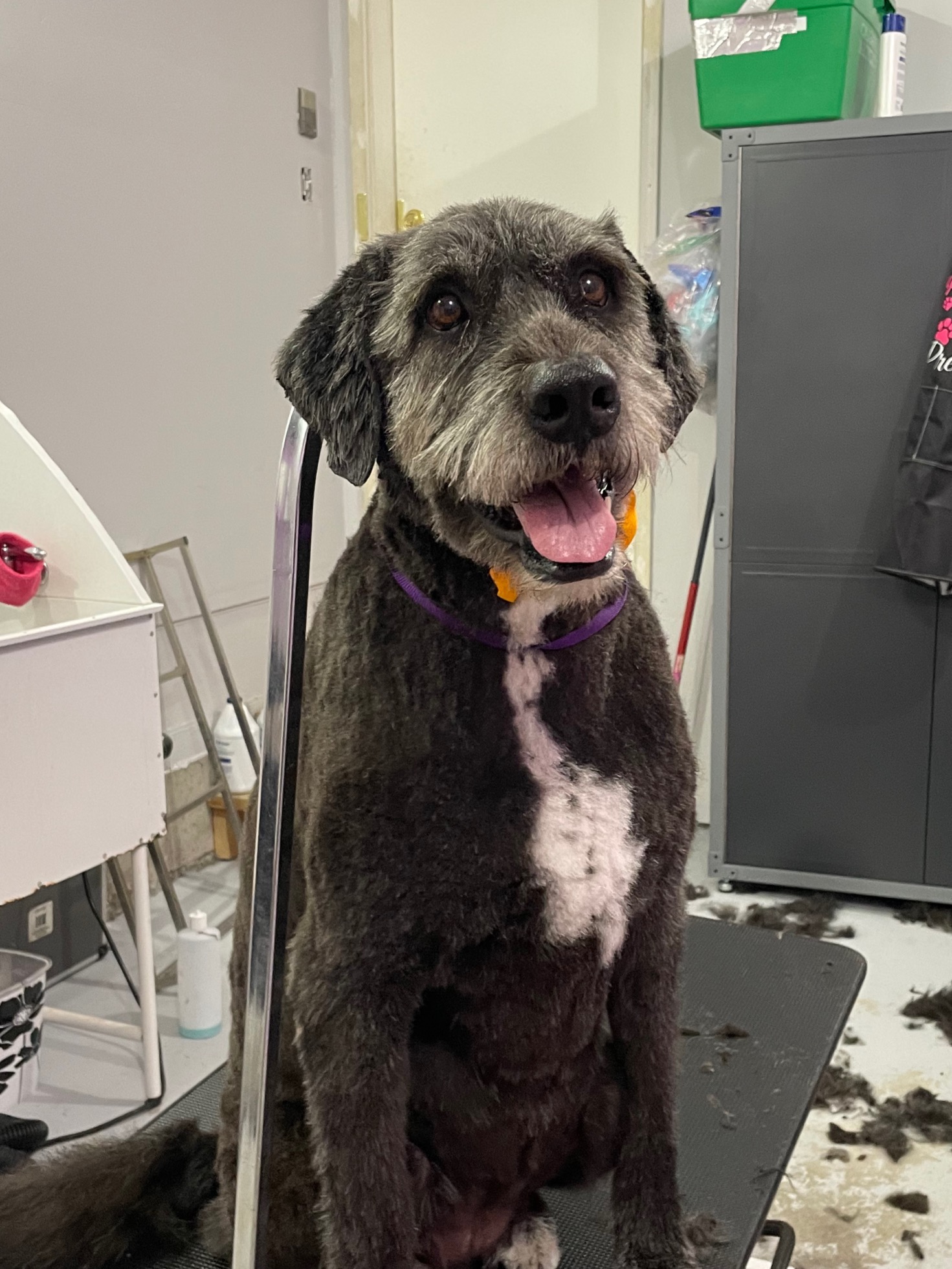 Trendy Paws and Pups listing photo