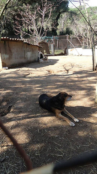 Los peludos de APAP (5)