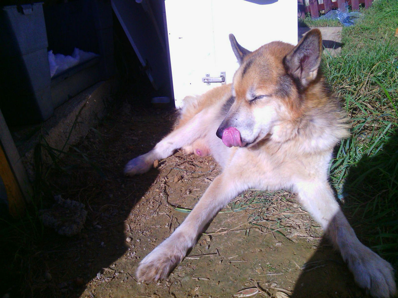 Rex en su nueva casa de acogida