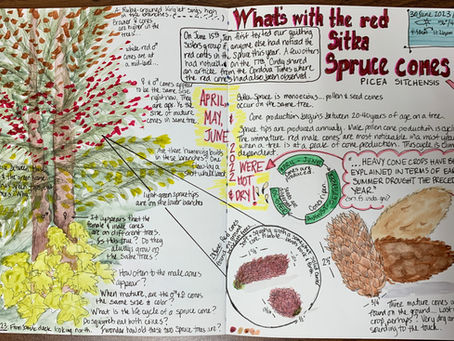 What's With the Red Spruce Cones This Summer?