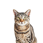 cat without background.png