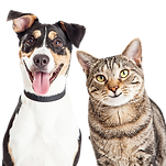dog and cat no background.png