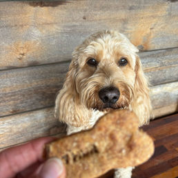 Dog looks at bone-shaped treat. Bark 'n Bake biscuit in hand.