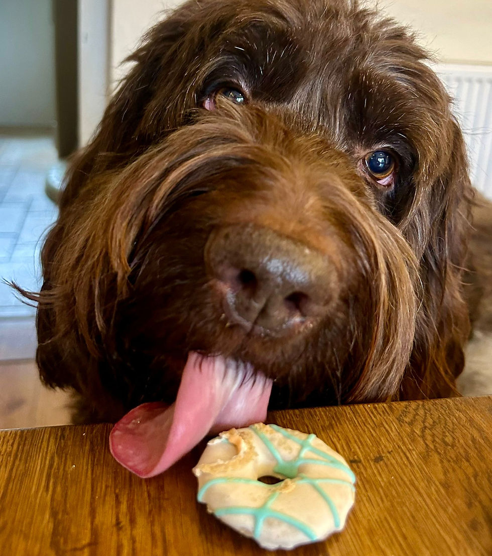 Thumbnail: Pawty Rings