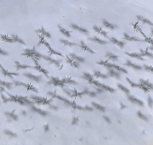 Point DOF Video, low qual.gif