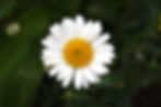 ree