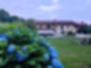 ortensie cascina intera.jpg