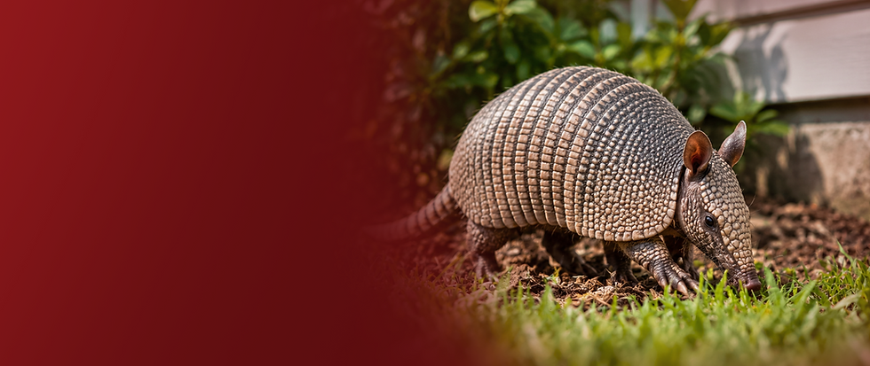 armadilo removal red banner(no text).png