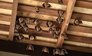 Bat+Removal-640w.webp