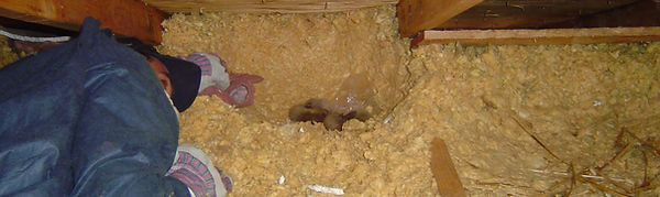 How-to-remove-raccoons-from-an-attic-1.jpg