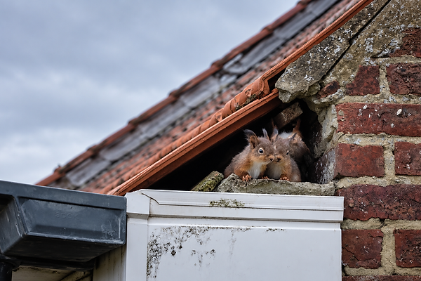 Curious Squirrels Under the Eaves.png