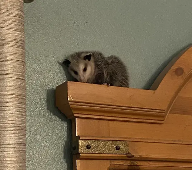 help-possums-are-getting-in-my-house-somehow-v0-zbvc1m6u2b0d1.webp
