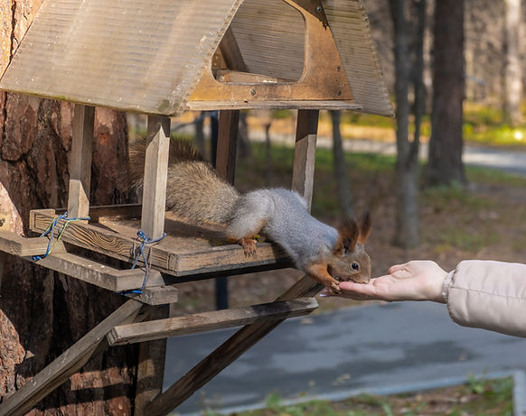 squirrel-enjoys-a-handful-of-nuts-in-park-2026-09-23-20-50-00-utc.jpg
