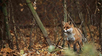 squash_red-fox-standing-alertly-near-a-rustic-fence-2026-09-22-14-02-53-utc.jpg