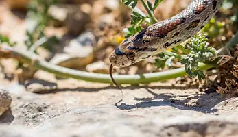 Wrpcexperts_leopard-snake-european-ratsnake-zamenis-situla-slithering-rocks-dry-vegetation