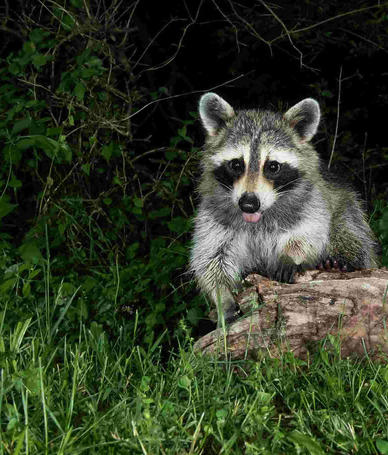 squash_cute-raccoon-posing-on-a-log-in-forest-2026-09-24-08-04-55-utc (1).jpg