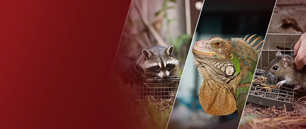 wildlife removal red(no text).webp
