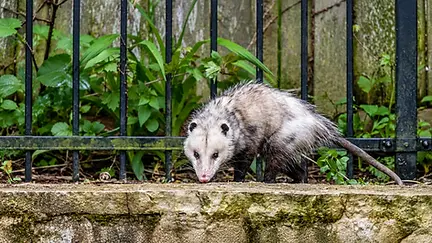 Opossum-Exploring-a-Mossy-Garden-Wall-converted.webp