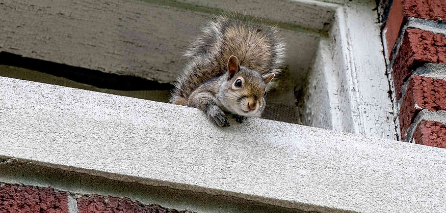 getting-squirrels-out-of-your-house-2656316-hero-ddb020f039d14ad9815cf6de682311e9 (1).jpg