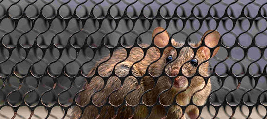 squash_rodent-trapped-in-a-metal-cage-2026-09-24-15-21-15-utc (1).jpg