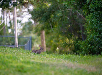 squash_rabbit-grazing-on-green-grassy-hillside-2026-09-22-22-37-08-utc (1).jpg