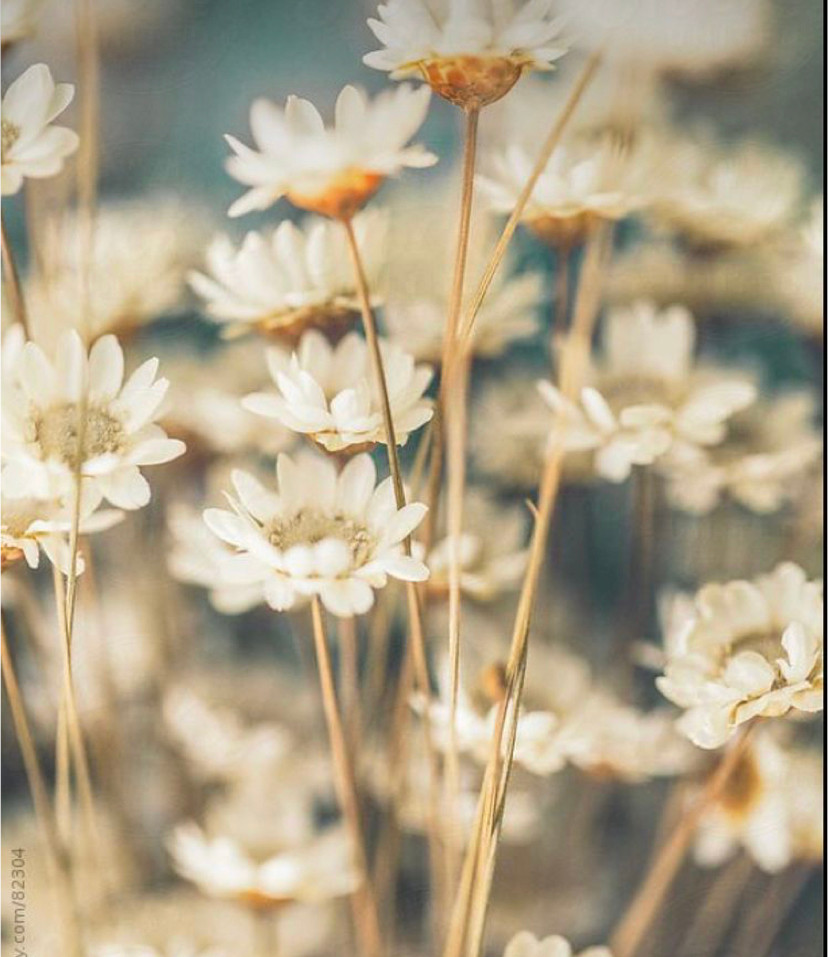 alchemy-therapeutic-supports-consultation-australia-a-suite-of