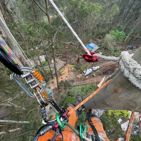 Understanding Tree Removal Cost: Factors That Affect the Price‍ 