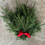 Thumbnail: Serbian Spruce Foliage