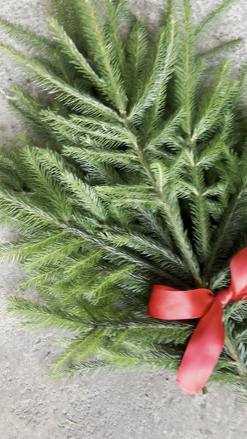Thumbnail: Norway Spruce Foliage