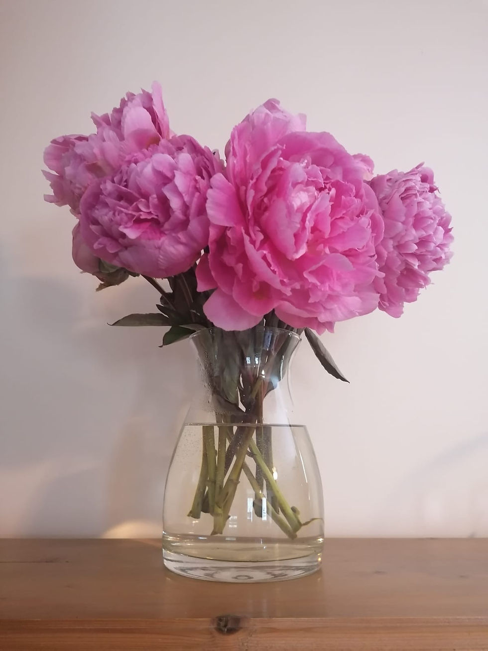 Thumbnail: Paeonia 'Jacorma' Roots