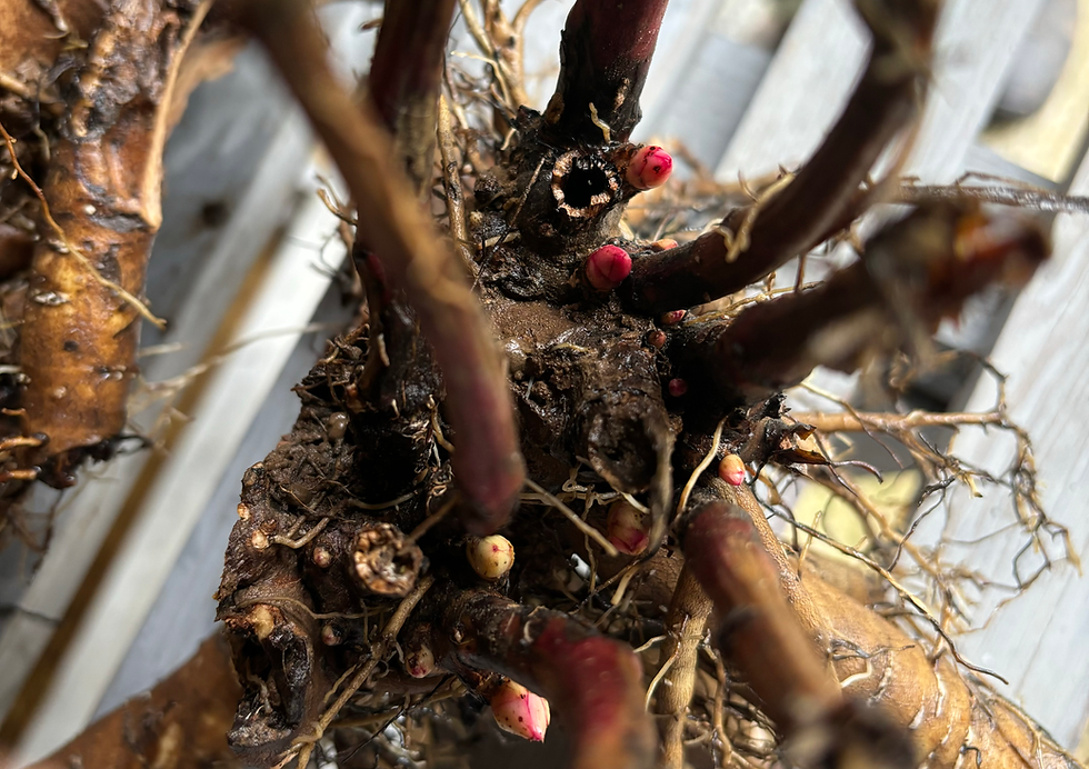 Thumbnail: Paeonia 'Coral Sunset' Roots