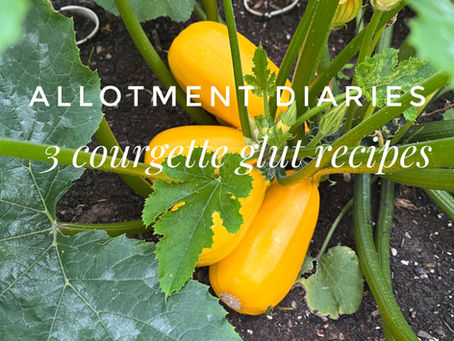 A courgette plant ready to harvest