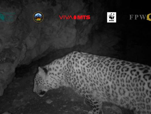 Armenia – Individuati rari esemplari di leopardo del Caucaso